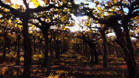 Bodegas - CatArte